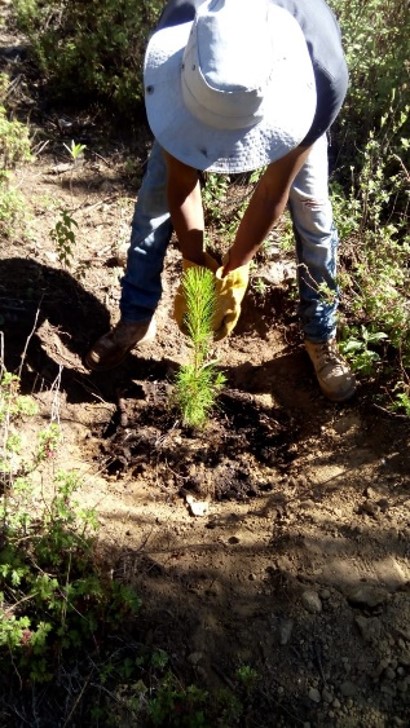 Reforestación 2
